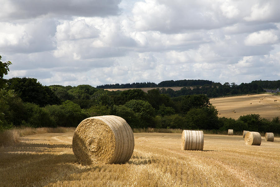 Golden summer harvest #1 Photograph by Ian Middleton