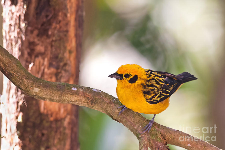 Golden Tanager Photograph by Jean-Luc Baron