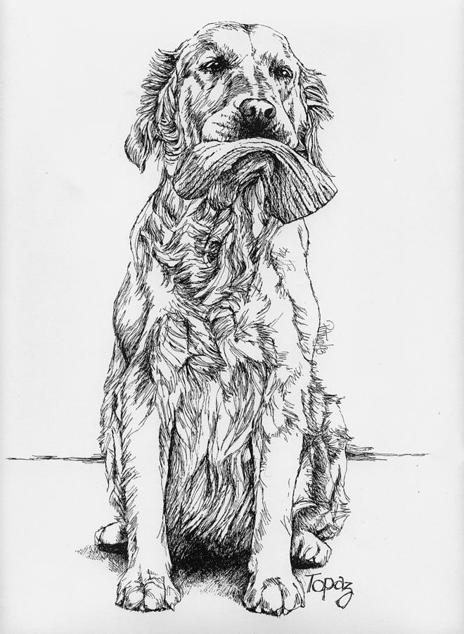 Golden with Mitt #1 Drawing by Patrice Clarkson