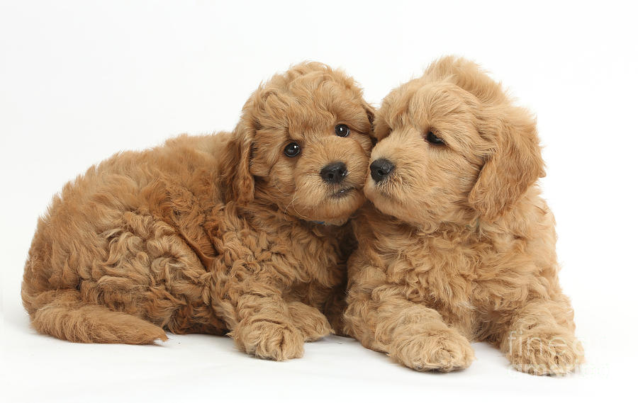 Goldendoodle Puppies #1 Photograph by Mark Taylor