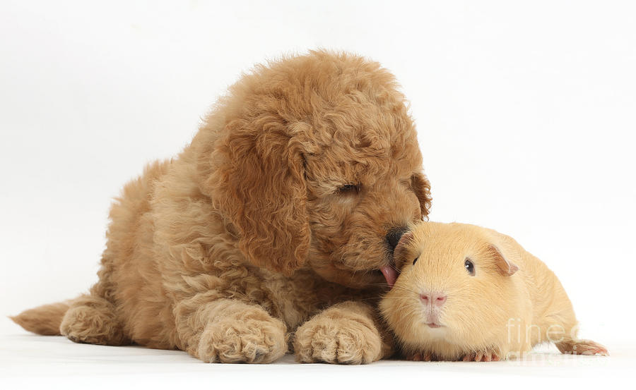 Goldendoodle Puppy And Guinea Pig #1 Photograph by Mark Taylor