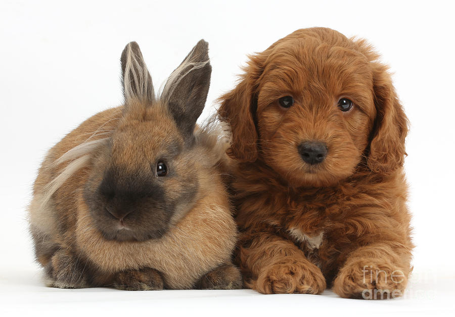 Goldendoodle Puppy And Rabbit #1 Photograph by Mark Taylor