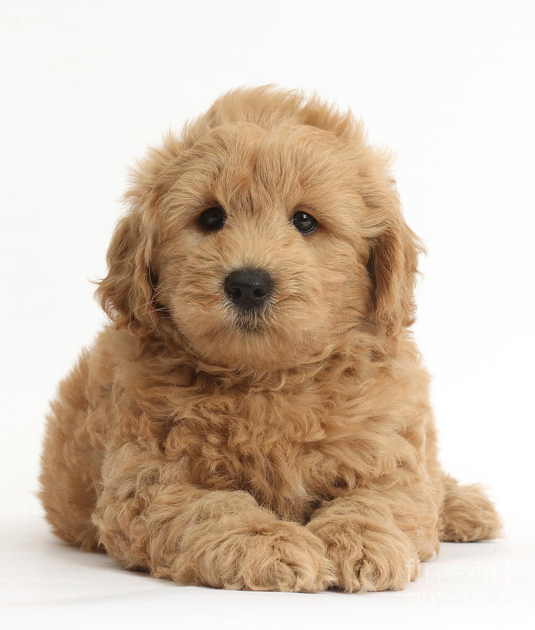 Nature Photograph - Goldendoodle Puppy #1 by Mark Taylor