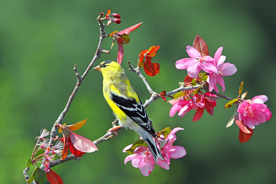 Goldfinch on Crab Apple  #1 Photograph by Alan Lenk