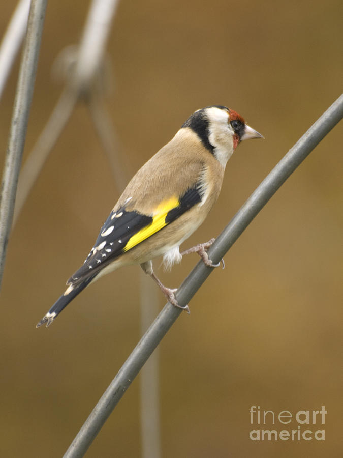 Goldfinch #1 Photograph by Steev Stamford