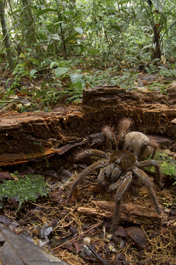 Goliath Birdeating Spider Surinam #1 Photograph by Piotr Naskrecki