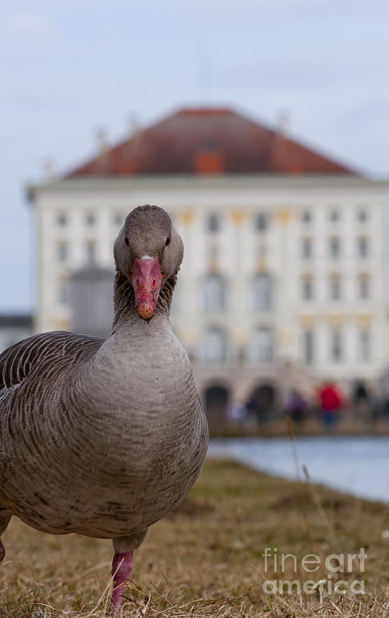 Goose Photograph by Andrew Michael - Fine Art America