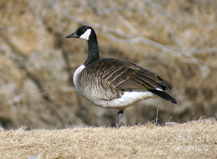 Goose on one leg Photograph by Lori Tordsen - Fine Art America