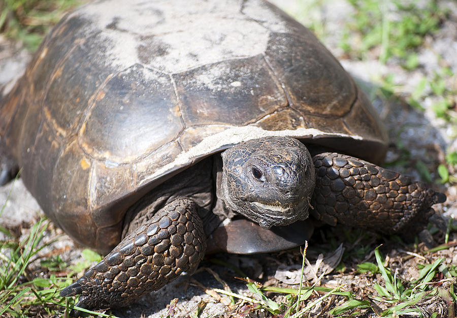 Gopher Tortoise #1 Photograph by Kenneth Albin