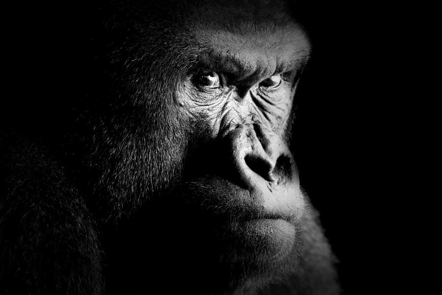 Gorilla Photograph by Fabrizio Troiani