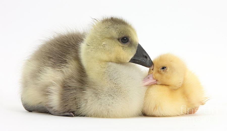 Gosling And Duckling #1 Photograph by Mark Taylor