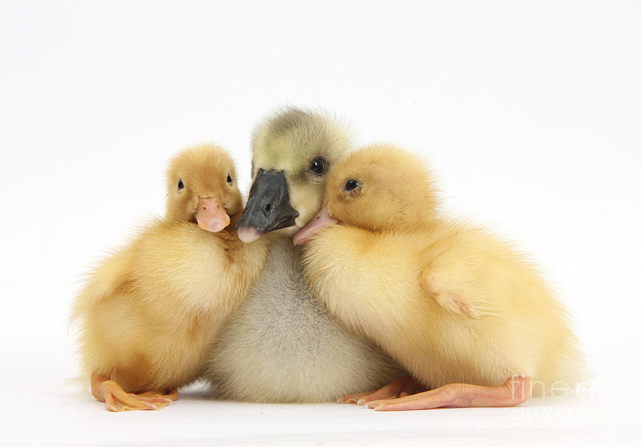 Gosling And Ducklings #1  by Mark Taylor