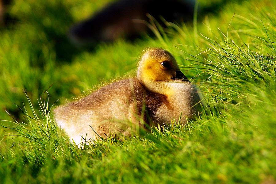 Gosling In Spring #1 Photograph by Paul Ge