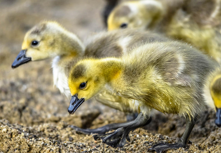 Goslings Photograph by Brian Stevens - Fine Art America