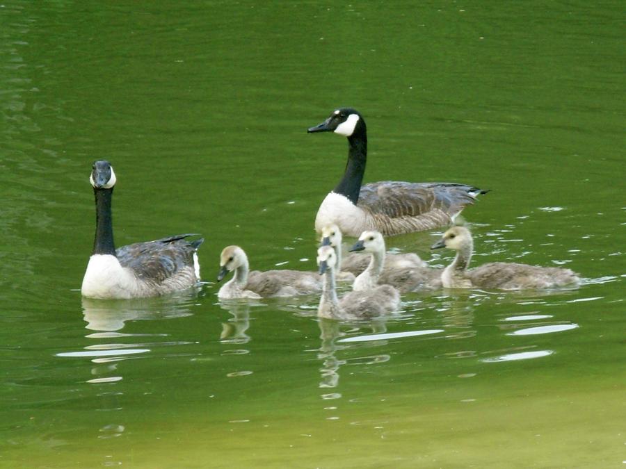Goslings Growing Up #1 Photograph by Jeanne Juhos