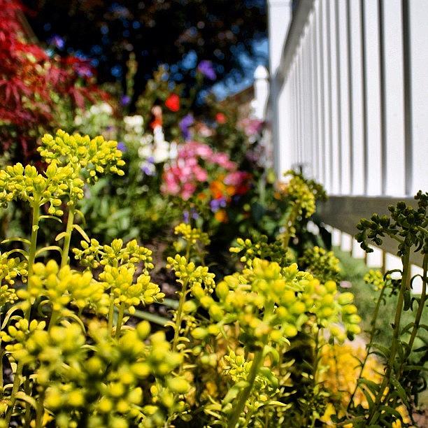 Flower Photograph - Grammas Garden #1 by Jessica Wagner