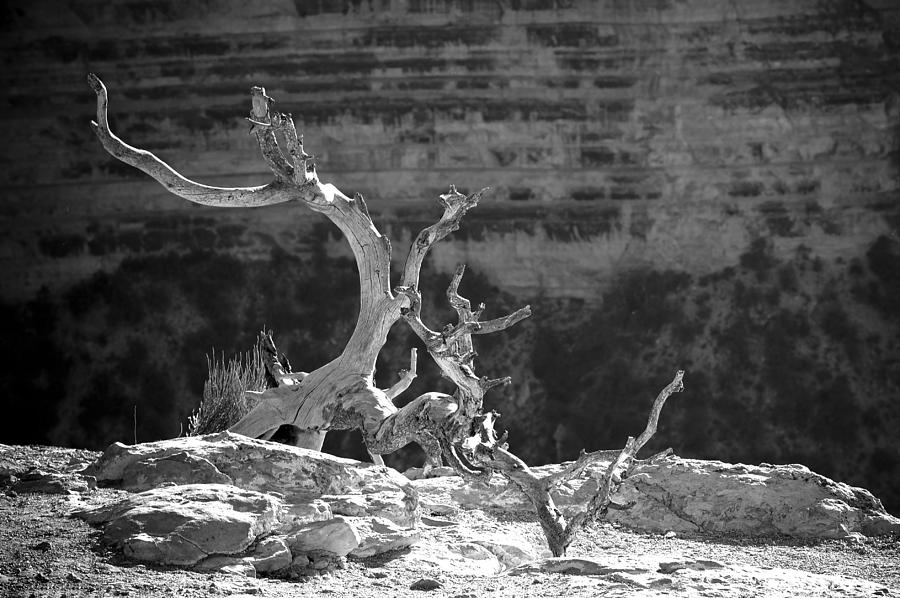 Grand Canyon Dead Tree BW #1 Photograph by Julie Niemela