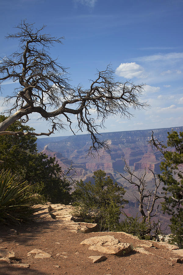 Grand Canyon #1 Photograph by Ivete Basso Photography