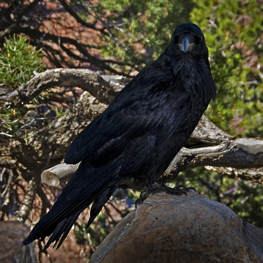 Grand Canyon Raven #1 Photograph by Murray Bloom