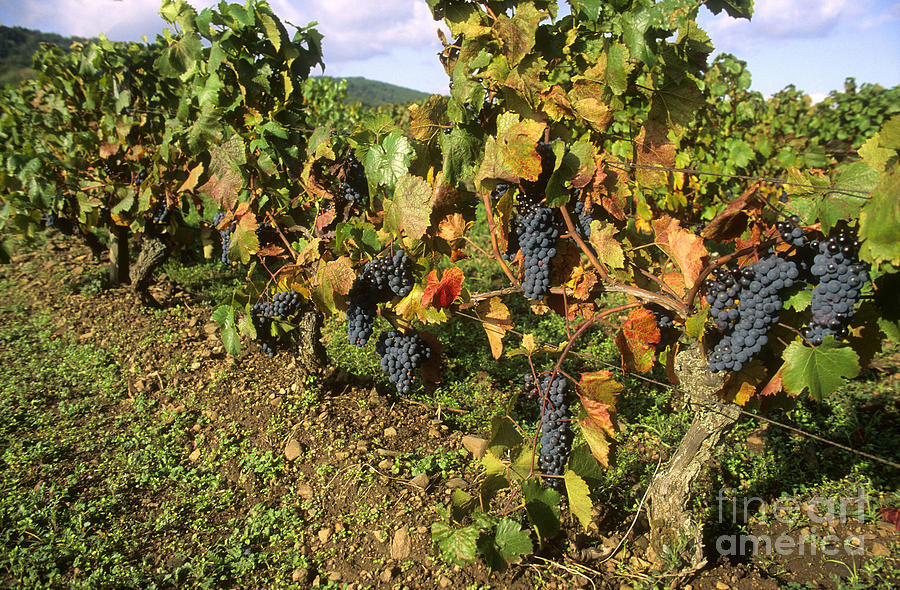 Wine Photograph - Grapes growing on vine #1 by Bernard Jaubert