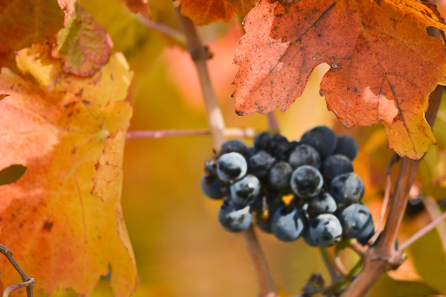Grapes On The Vine - Horizontal Photograph