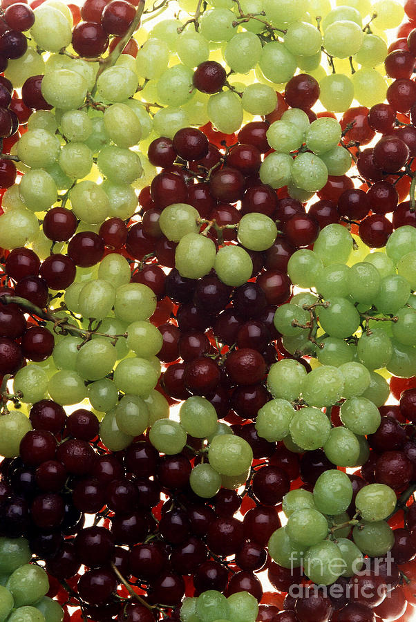 Grapes #1 Photograph by Photo Researchers