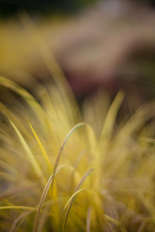 Nature Photograph - Grass Abstract 2 #1 by Mike Reid