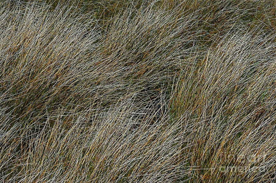 Grass #1 Photograph by Nicola Fiscarelli