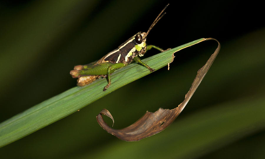 Grasshopper Photograph - Grasshopper Sitting on a Green Leaf by Jean Noren