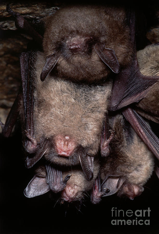 Animal Photograph - Gray Bats #1 by Dante Fenolio