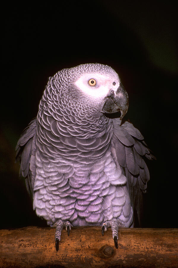 Gray Parrot #1 Photograph by Paul W Faust -  Impressions of Light