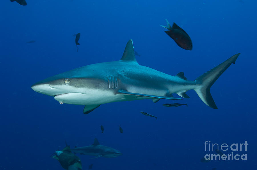 Gray Reef Shark, Kimbe Bay, Papua New #1 Photograph by Steve Jones