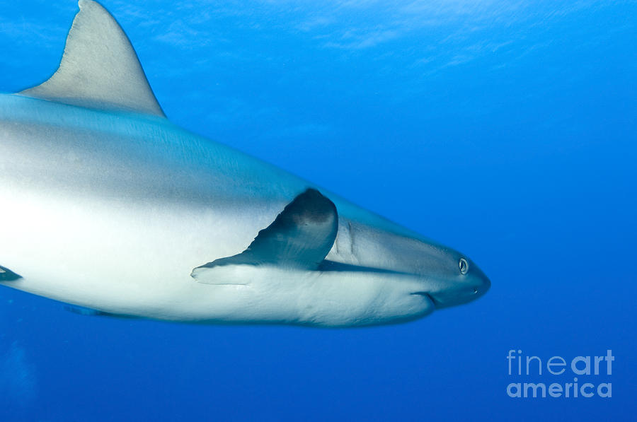 Gray Reef Shark. Papua New Guinea #1 Photograph by Steve Jones