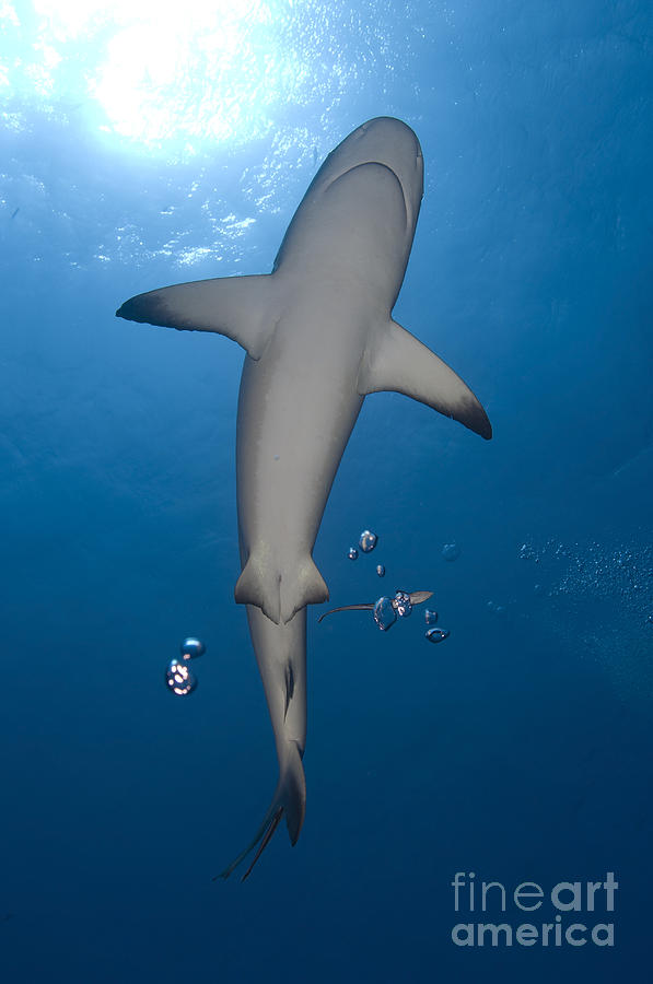 Gray Reef Shark With Remora, Papua New #1 Photograph by Steve Jones