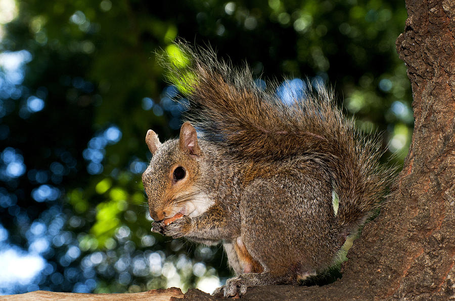 Animal Photograph - Gray squirrel #1 by Fabrizio Troiani
