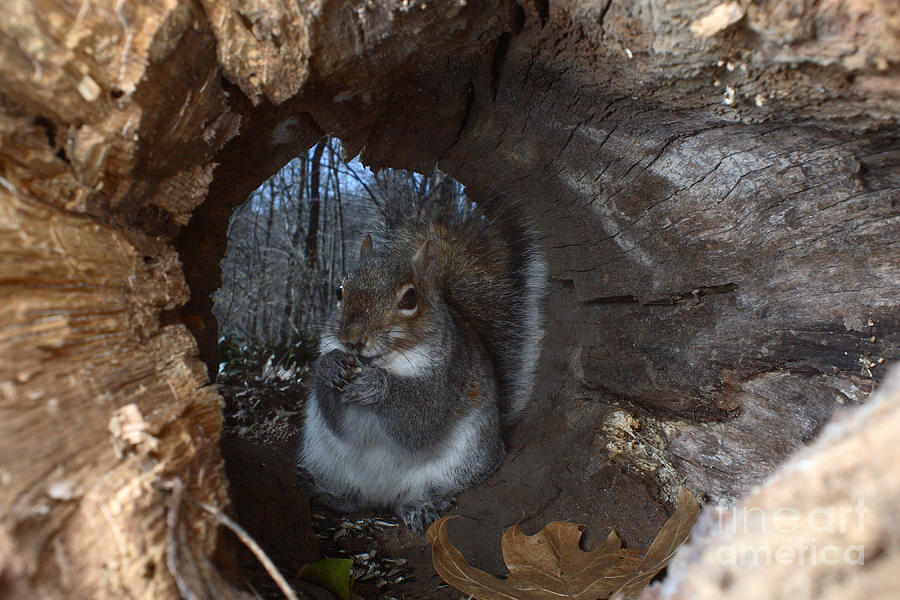 Gray Squirrel #1 Photograph by Ted Kinsman