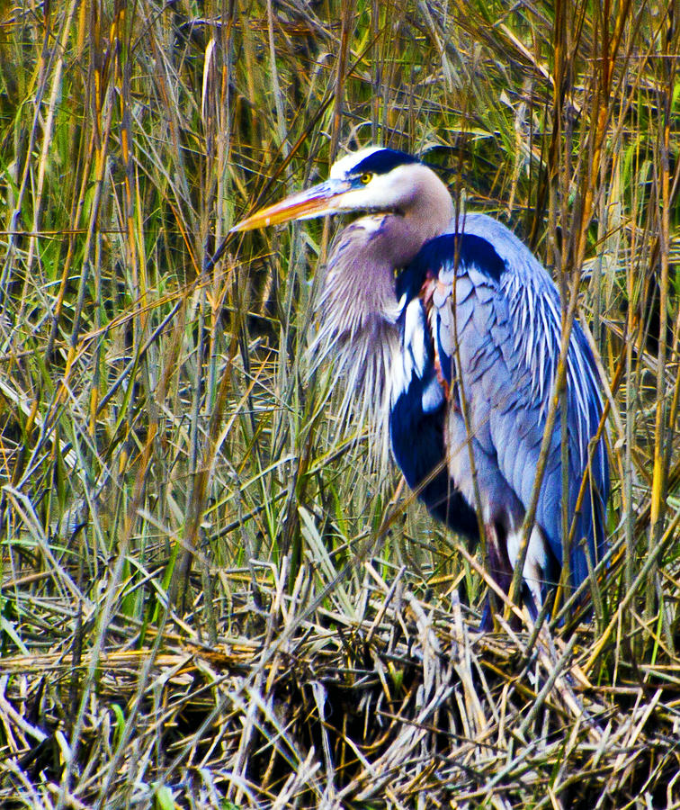 Great Blue Heron #1 Photograph by Bill Barber