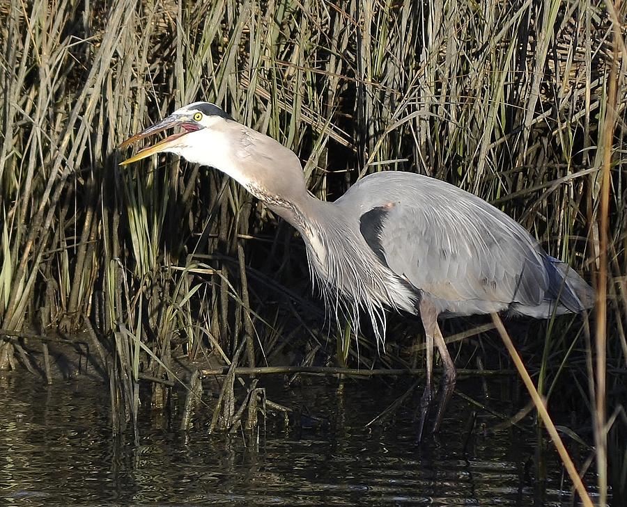 Great blue Heron #1 Photograph by Bill Hosford