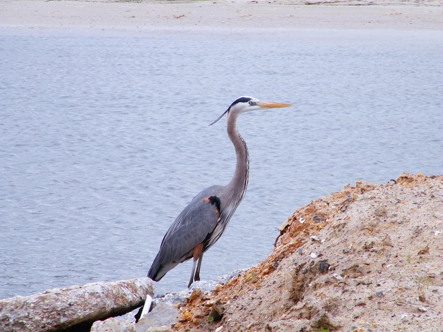 Great Blue Heron #1 Photograph by Brian Wright