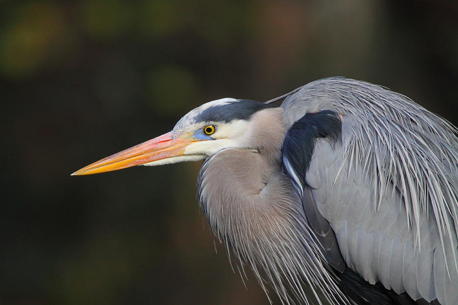 Great Blue Heron #1 Photograph by Bruce J Robinson