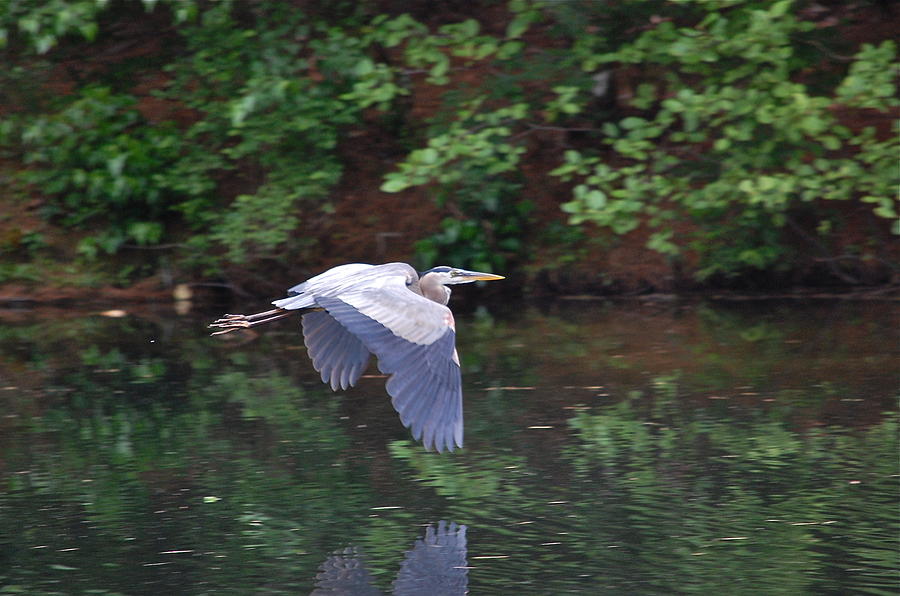Great Blue Heron Flying Low #1 Photograph by Mary McAvoy