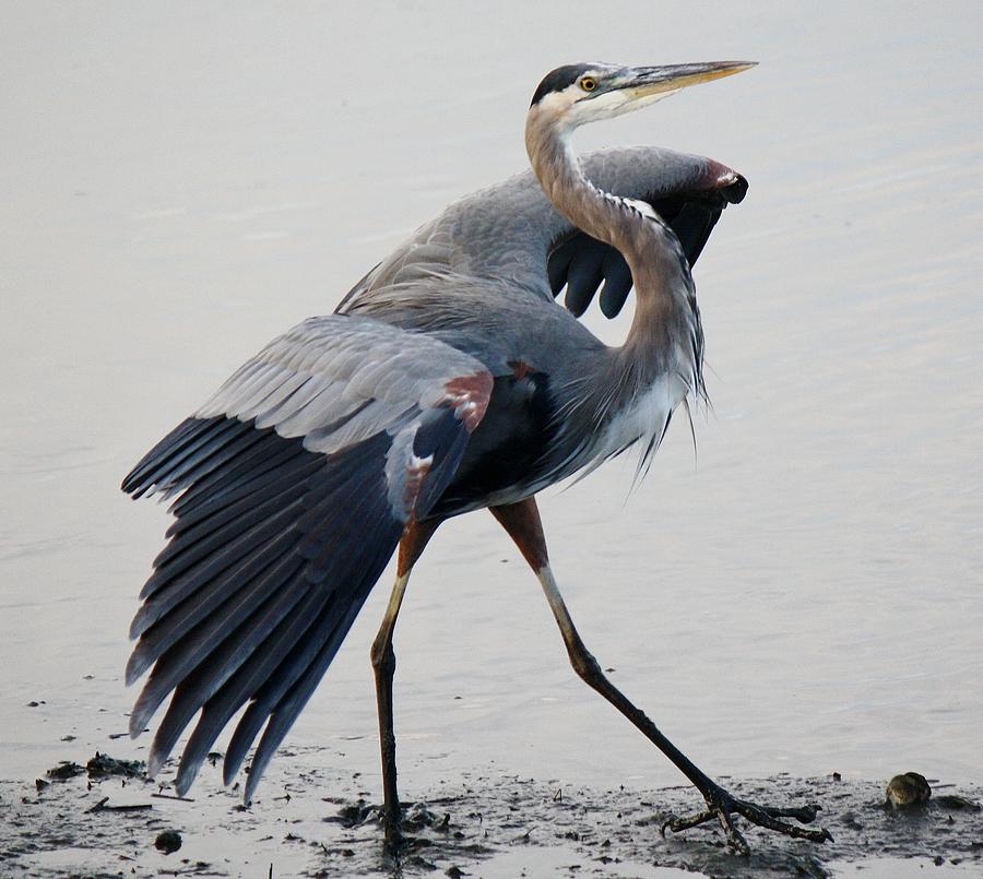 Great Blue Heron In The Marsh Photograph by Paulette Thomas