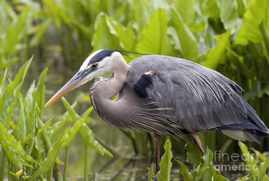 Great Blue Heron Series 9 Photograph by Jeannette Hunt