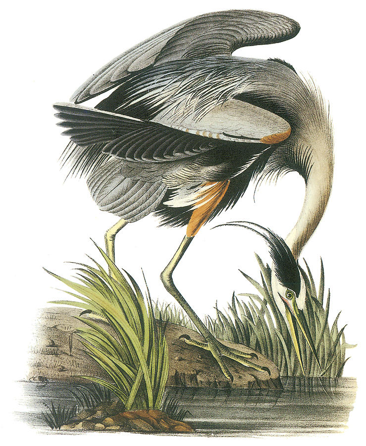 Premium Gicl\u00e9e Print of John James Audubon Famous Bird Painting. Great Blue Heron