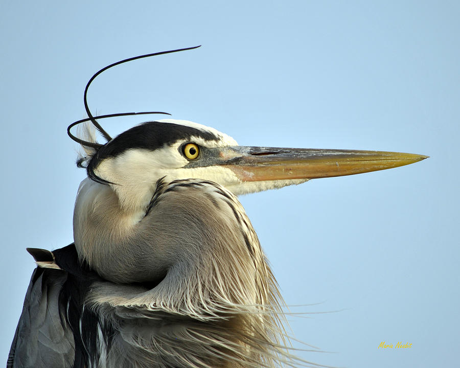 Great Blue Heron #1 Photograph by Maria Nesbit