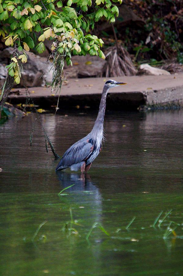 Heron Photograph - Great Blue Heron Portrait #1 by Roy Williams