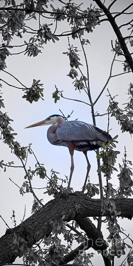 Great Blue Heron #1 Photograph by Sue Stefanowicz