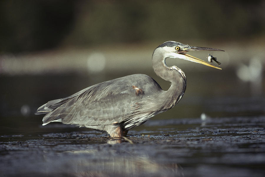 Great Blue Heron With Captured Fish #1 Photograph by Tim Fitzharris