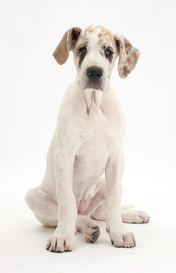 Great Dane Pup #1 Photograph by Mark Taylor