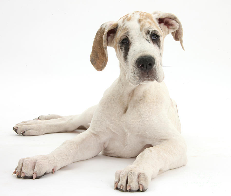 Great Dane Puppy #2 Photograph by Mark Taylor